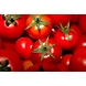 tomato desi (Tomato)-SBV006-sm
