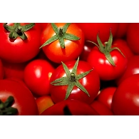 tomato desi (Tomato)