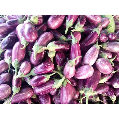 Vankaya (Brinjal/Egg plant)-SBV007