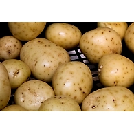 Bangala dumpa (Potato)