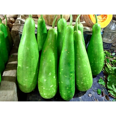 Anapakaya/Sorakaya (Bottle gourd)-SBV013