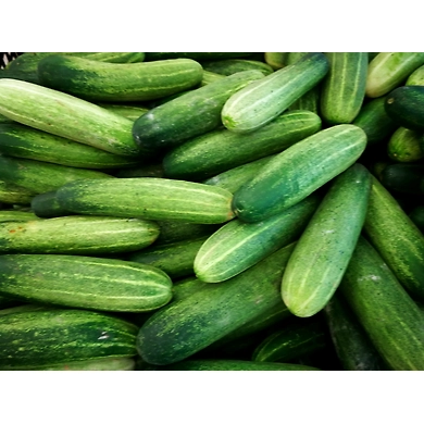 Dosakaya (Cucumber)-SBV018