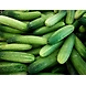 Dosakaya (Cucumber)-SBV018-sm