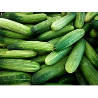 Dosakaya (Cucumber)