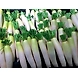 Mullangi (Radish)-SBV019-sm