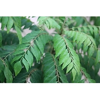 Karivepaku (Curry leaves)