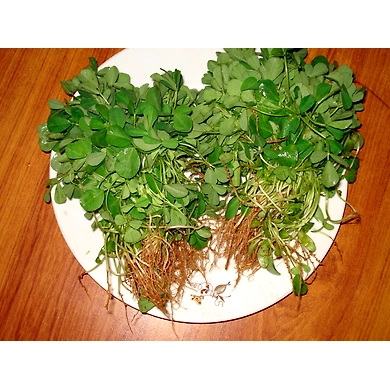 Menthi kura (Fenugreek leaves)-SBV028