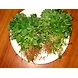 Menthi kura (Fenugreek leaves)-SBV028-sm