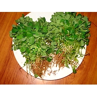 Menthi kura (Fenugreek leaves)