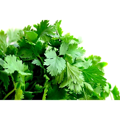Kothimeera (Coriander leaves)-SBV029