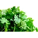 Kothimeera (Coriander leaves)-SBV029-sm