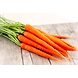 carrot (carrot)-SBV032-sm