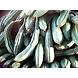Beerakaya (Ridge gourd)-SBV012-sm