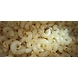 Suji Macaroni-NAC-1113-sm