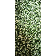 Moong Chilka (Delhi)