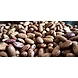 Rajma Chitra (Madras)-NAC-1131-sm
