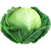Cabbage
