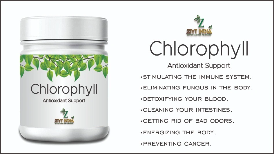 Ziyt India Chlorophyll-1