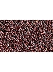 MUSTARD 50g PK20