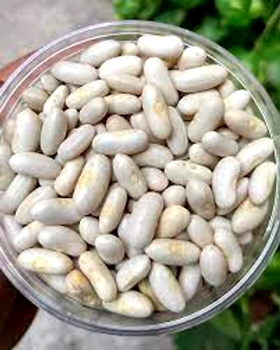 RAJMA WHITE REG 5 kg-392814