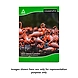 Classmate Longbook (240X180) - 172 Pages - Single Line - Soft Cover - Pack of 4-SKU-RAVI-2654-sm
