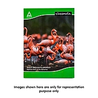Classmate Longbook (240X180) - 172 Pages - Single Line - Soft Cover - Pack of 4