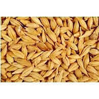 Barley seed (jaw)