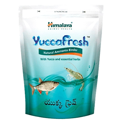 Yucca fresh-SKU-SAI-3124