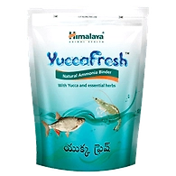Yucca fresh