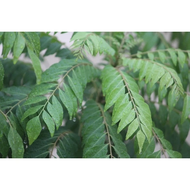 soppu CURRY LEAVES-EO1892