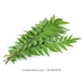 soppu CURRY LEAVES-Bunch (150gm)-1-sm