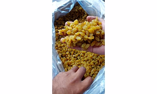 Fresh Raisins