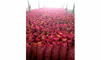 Nashik Red Onion