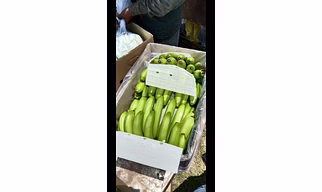 Green Cavendish Banana G9