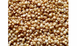 Sorghum, millets (Jorwar)