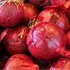 प्याज़  (Onion)-VCILS-1116-sm