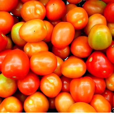 टमाटर (Tomato)-VCILS-1118