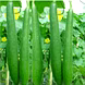 गिलकी  (Sponge Guord)-VCILS-1125-sm