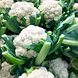 गोभी (Cauliflower)-VCILS-1126-sm