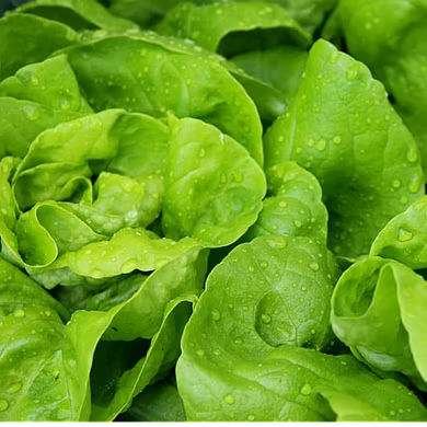 पालक  (Spinach)-VCILS-1132
