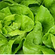 पालक  (Spinach)-VCILS-1133-sm