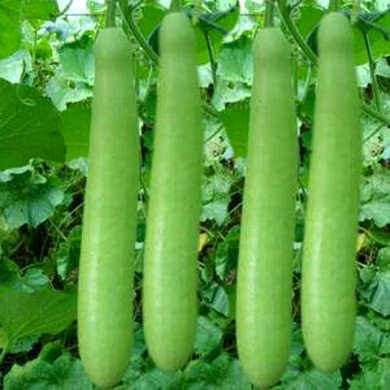 लौकी  (Bottle Gourd)-VCILS-1136