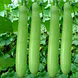 लौकी  (Bottle Gourd)-VCILS-1136-sm