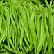 ग्वार फली  (Cluster Beans)-VCILS-1143-sm