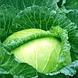 पत्ता गोभी  (Cabbage )-VCILS-1146-sm