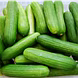 खीरा ककड़ी (Cucumber)-VCILS-1154-sm