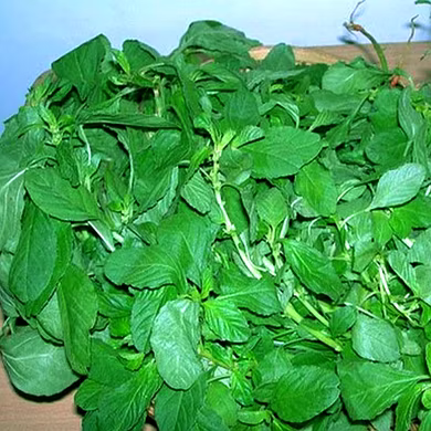 खट्टी भाजी (Chauli Leave)-VCILS-1159