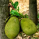 कटहल (Jackfruit)-VCILS-1167-sm