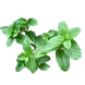 पुदीना  (Mint Leaves)-VCILS-1171-sm