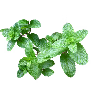 पुदीना  (Mint Leaves)-VCILS-1172